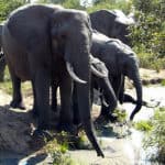 Elephant family drinking water with their trunks