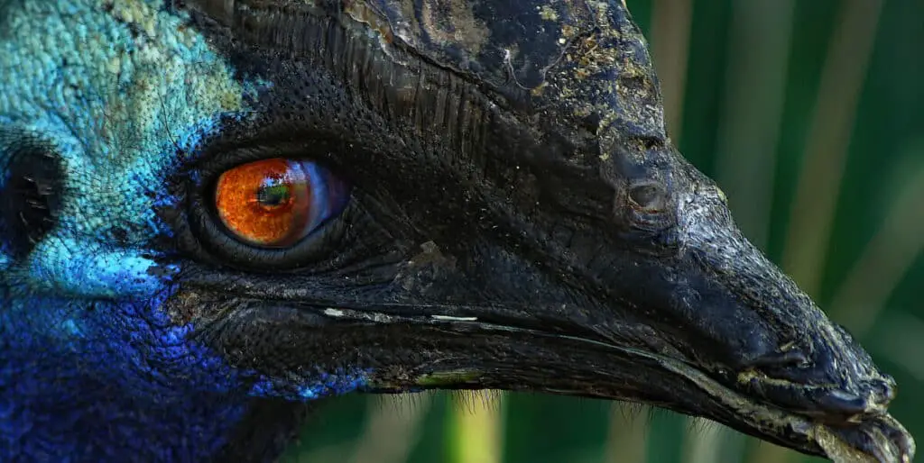 Extreme close-up photo of Cassowary