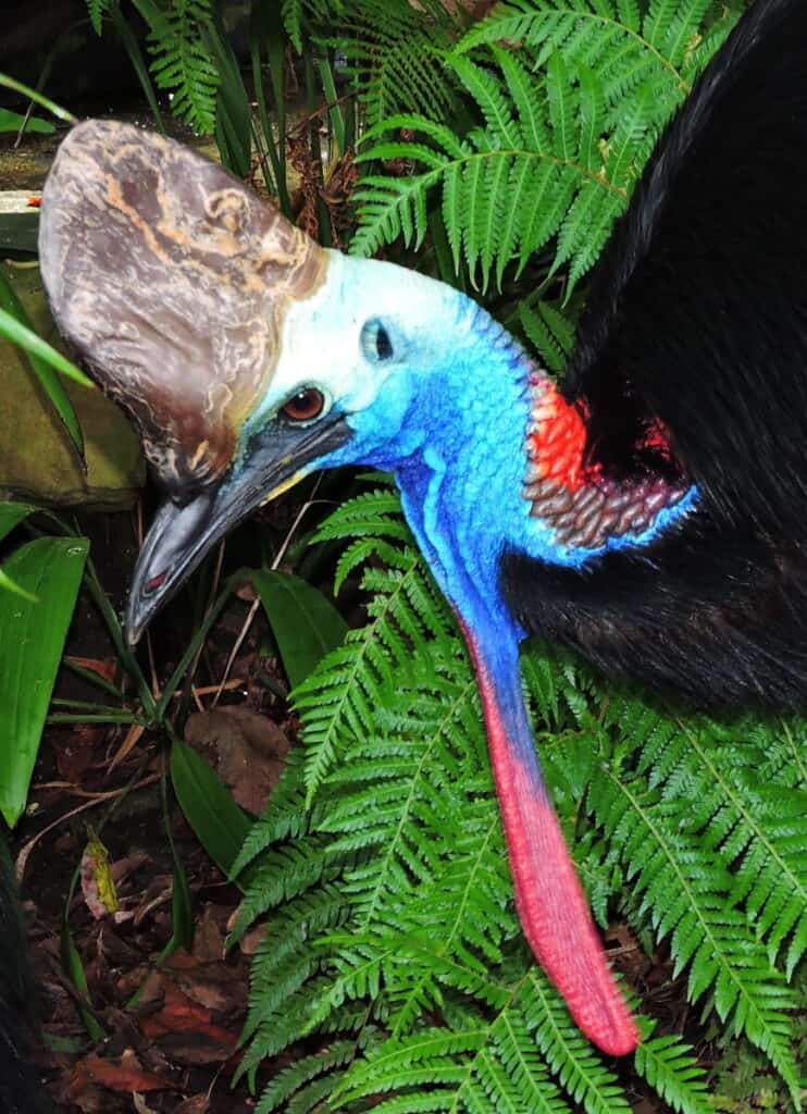 Photo of casque and wattles that adorn colorful cassowary. Photo by Derek Keats on Flickr CC by 3.0