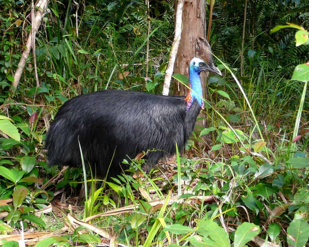 Why is the Cassowary the Most Dangerous Bird in the World? 10 Facts ...