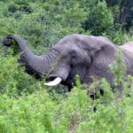 Elephant bull using trunk to feed