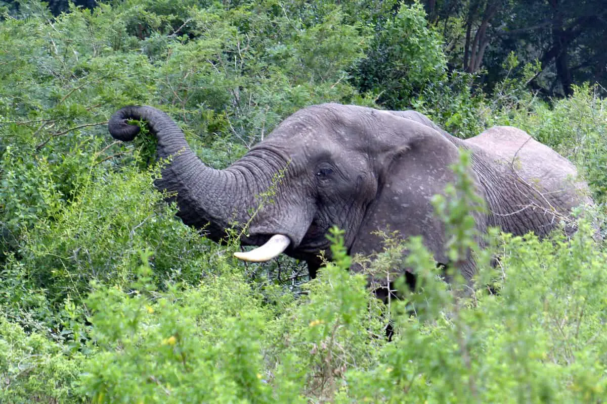 Elephant bull using trunk to feed