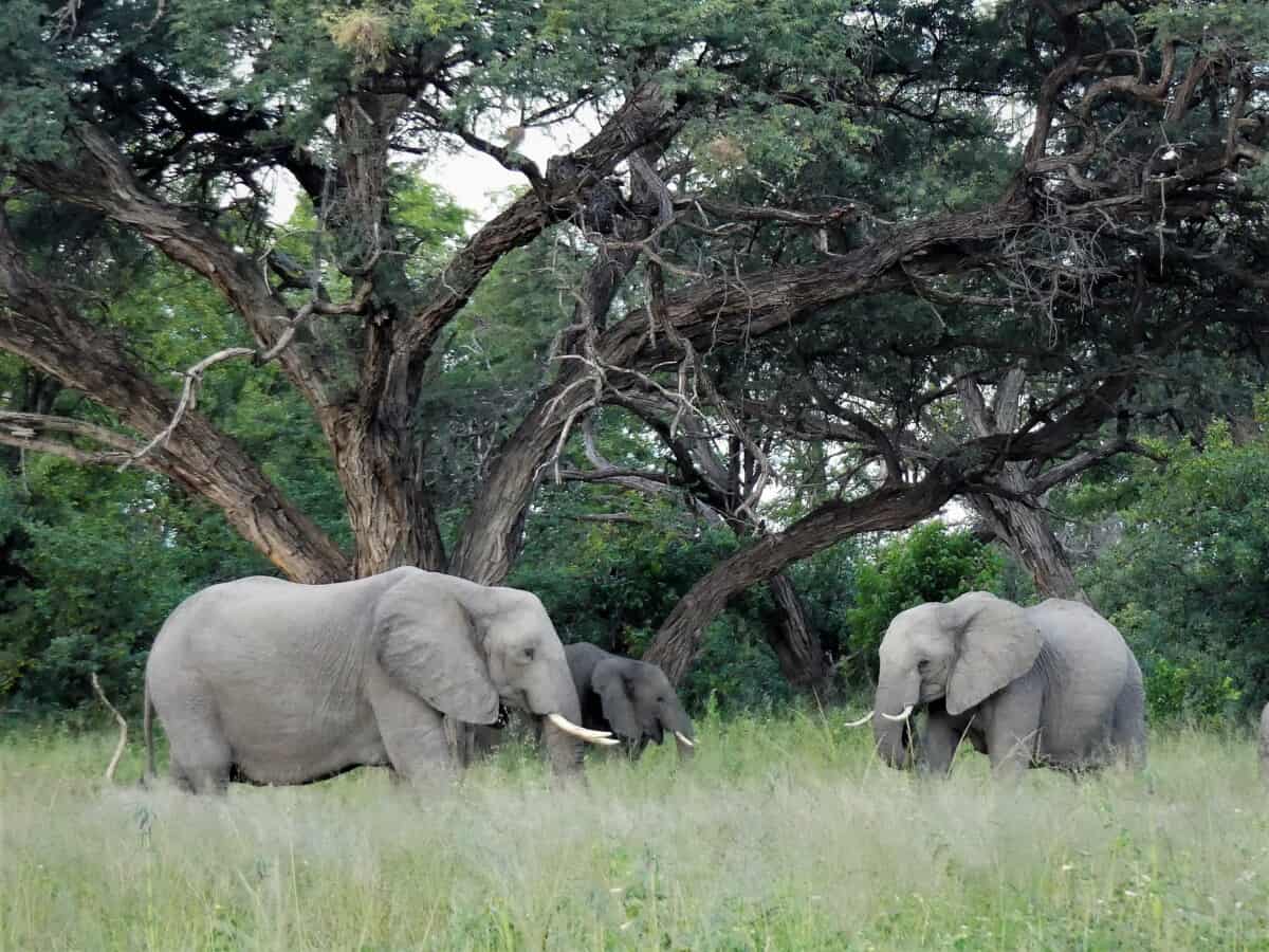 African elephants standing in the grass, highlighting their essential role in maintaining habitat ecosystems.
