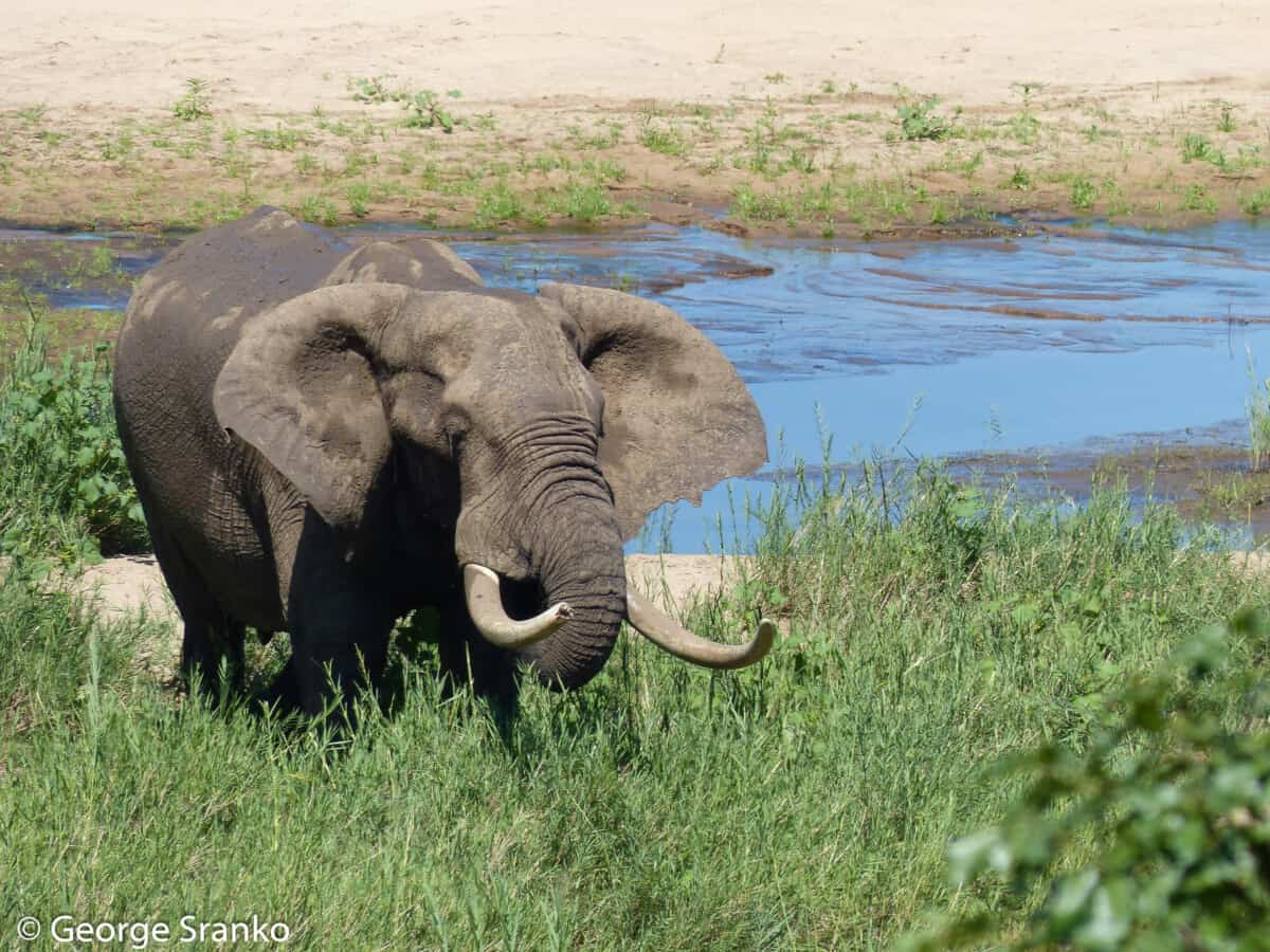 African Elephant Habitat Is No Accident (Essential Role of Elephants in ...