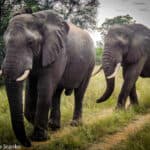 African elephants walking down a dirt road, showcasing their essential role in the ecosystem.