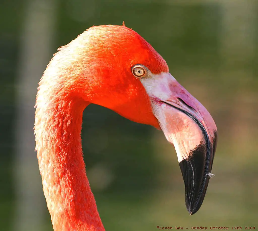 Flamingo beak 
