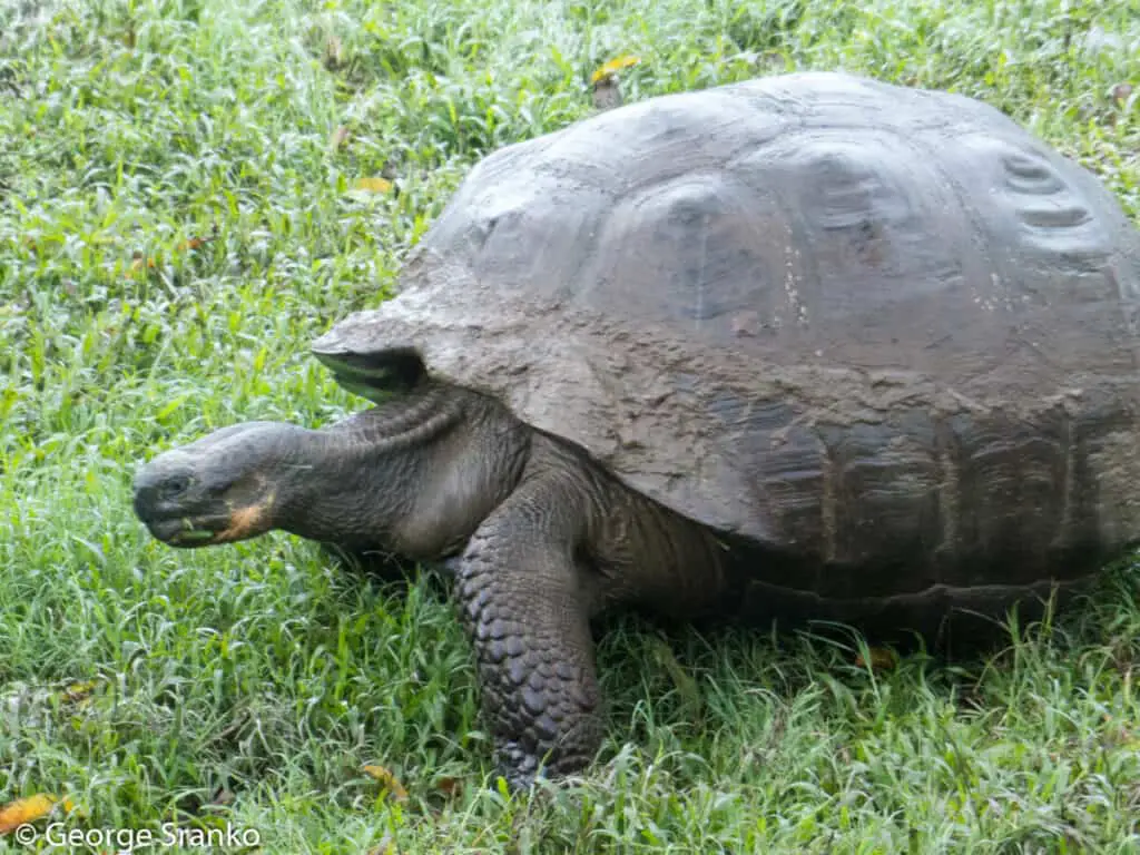 Photo of Galapagos giant tortoise