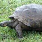 galapagos tortoise, one of the longest living animals on earth