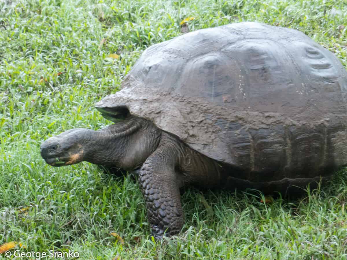 galapagos tortoise, one of the longest living animals on earth