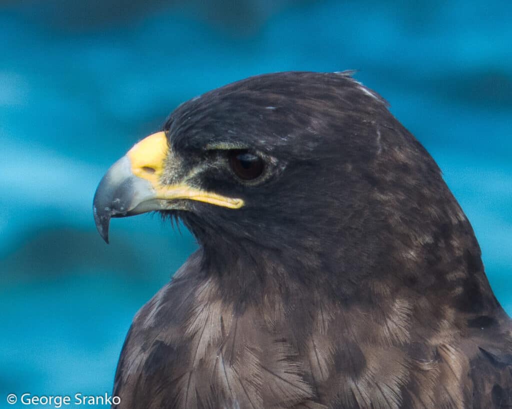 Photo of Galapagos hawk close-up