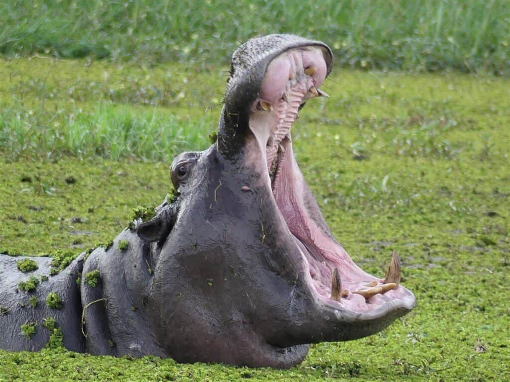 Hippos yawn to give threat signal