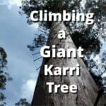 Scaling Australia's Scariest Tourist Attraction, the Dave Evans Bicentennial Tree.