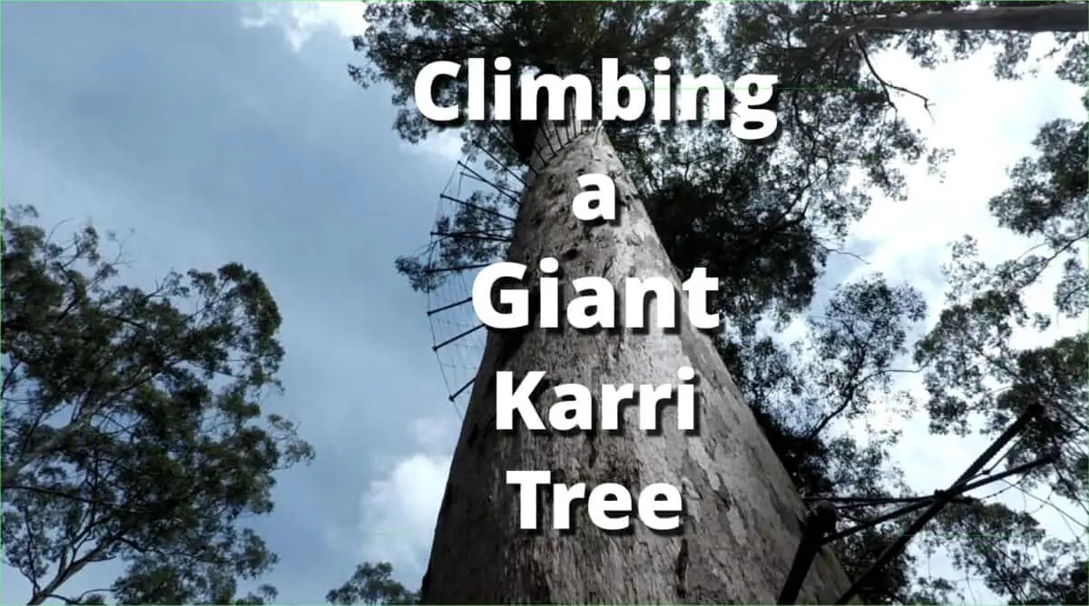 Scaling Australia's Scariest Tourist Attraction, the Dave Evans Bicentennial Tree.