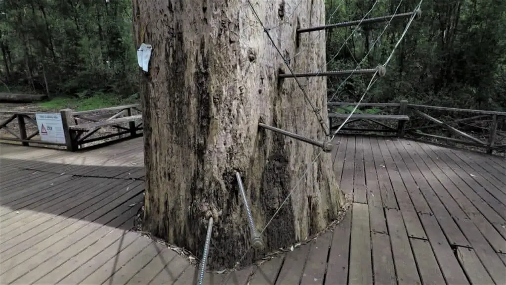 Photo of Karri tree with spikes for climbing