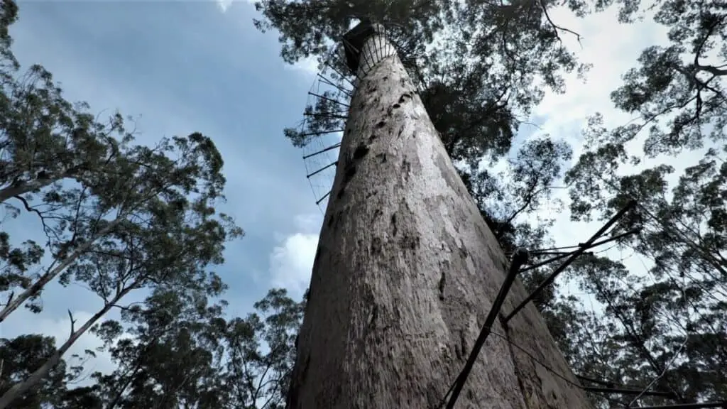 Photo of Karri tree with spikes for climbing