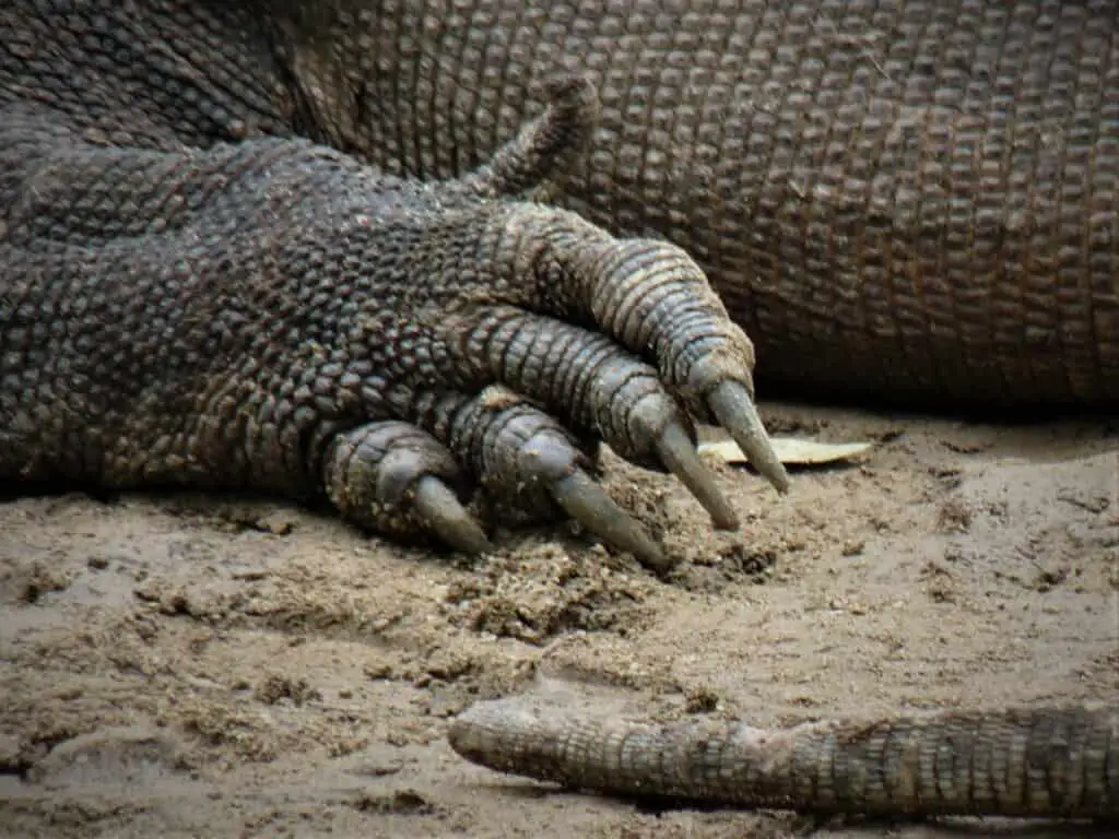 Photo of Komodo dragon claws