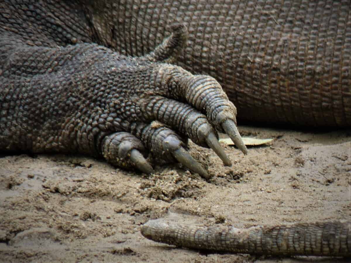 How Do Komodo Dragons Reproduce? (Forked Penises, Males Are Optional ...