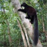 One of the best places to see wild lemurs in Madagascar: a black lemur climbing a tree in the forest.