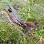 A lyrebird with a long tail standing in the grass of the Blue Mountains, Australia.