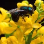 Keeping mason bees as pets gather nectar from flowers.