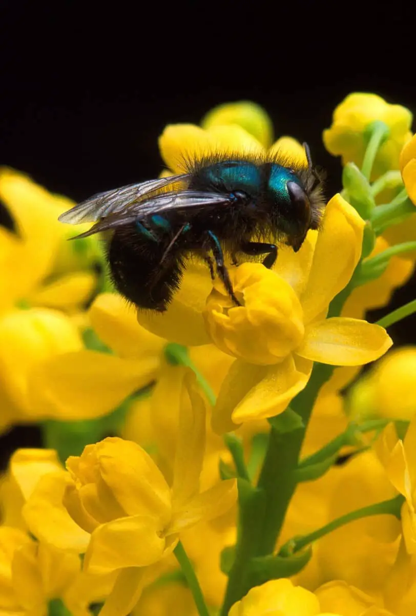 Keeping mason bees as pets gather nectar from flowers.