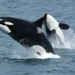 Endangered resident orcas leaping out of the water expose threats to their survival.