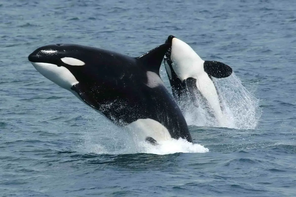 Endangered resident orcas leaping out of the water expose threats to their survival.