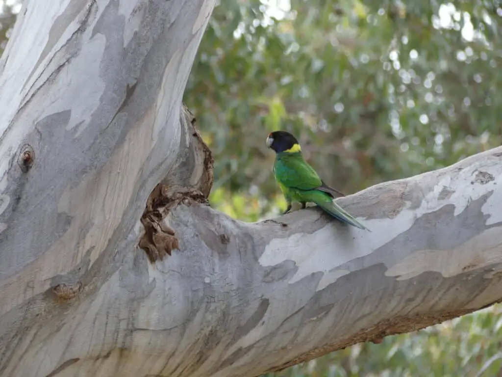 Photo of parrot in Karri tree