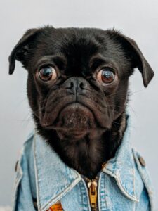 Photo of Stylish Pug dog wearing a neck tie.