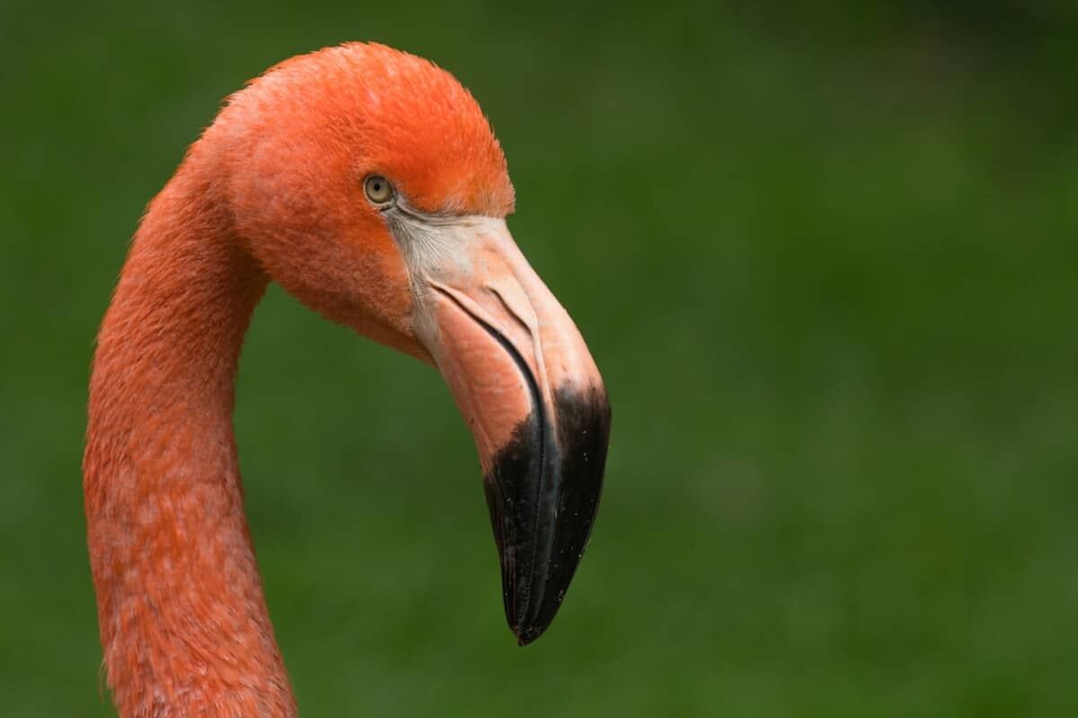 Flamingo beak bent for filter-feeding