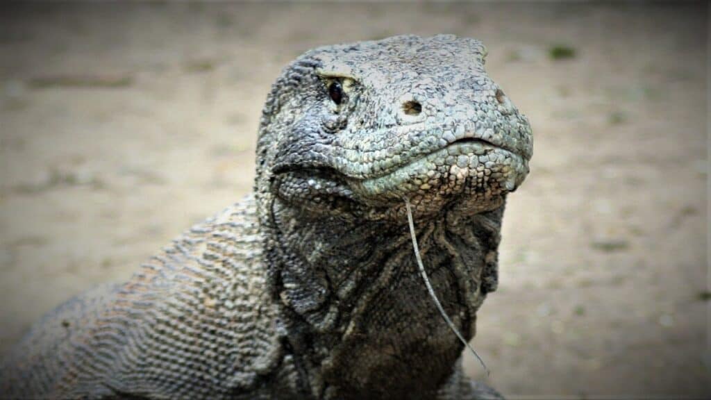 Photo of Komodo dragon
