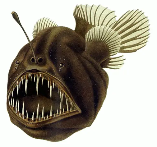 Deep sea anglerfish image