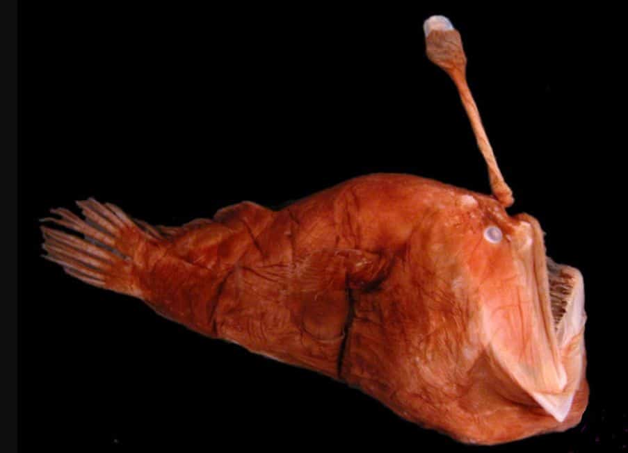 Anglerfish Wikimedia