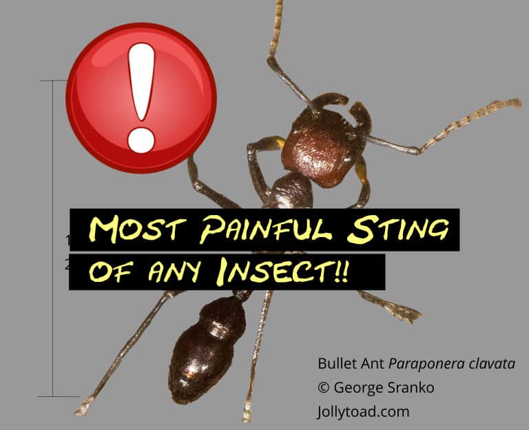Bullet ant has the most painful sting of any insect!