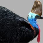 A close up of a bird with a long beak, highlighting the Cassowary's dangerous nature and unique characteristics.