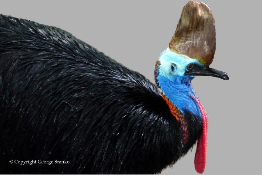A close up of a bird with a long beak, highlighting the Cassowary's dangerous nature and unique characteristics.
