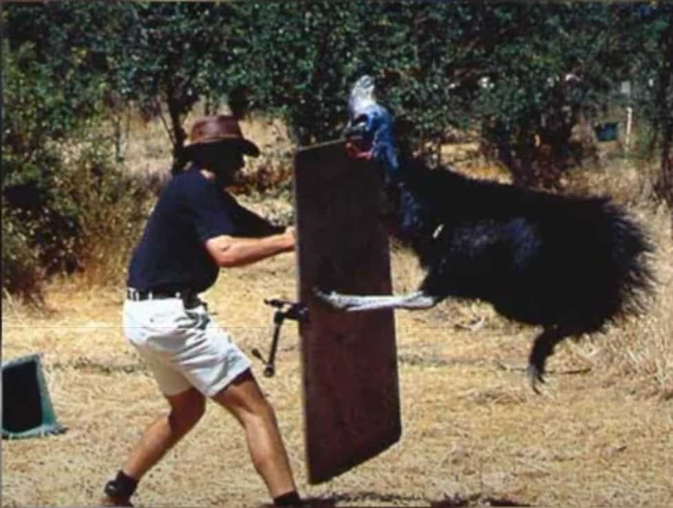 Photo of Cassowary aiming his deadly talons straight at a man's abdomen.