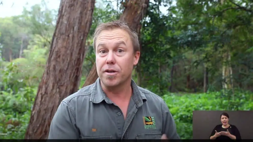 Photo from video on Cassowaries by Tim Faulkner with Australian Reptile Park 