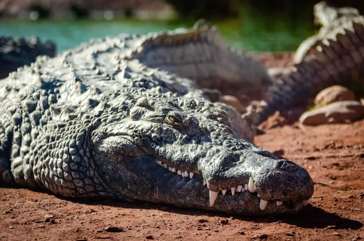 A large crocodile displays its intelligence by using tools to communicate and cooperate with others.
