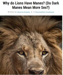 Image of article about lion manes