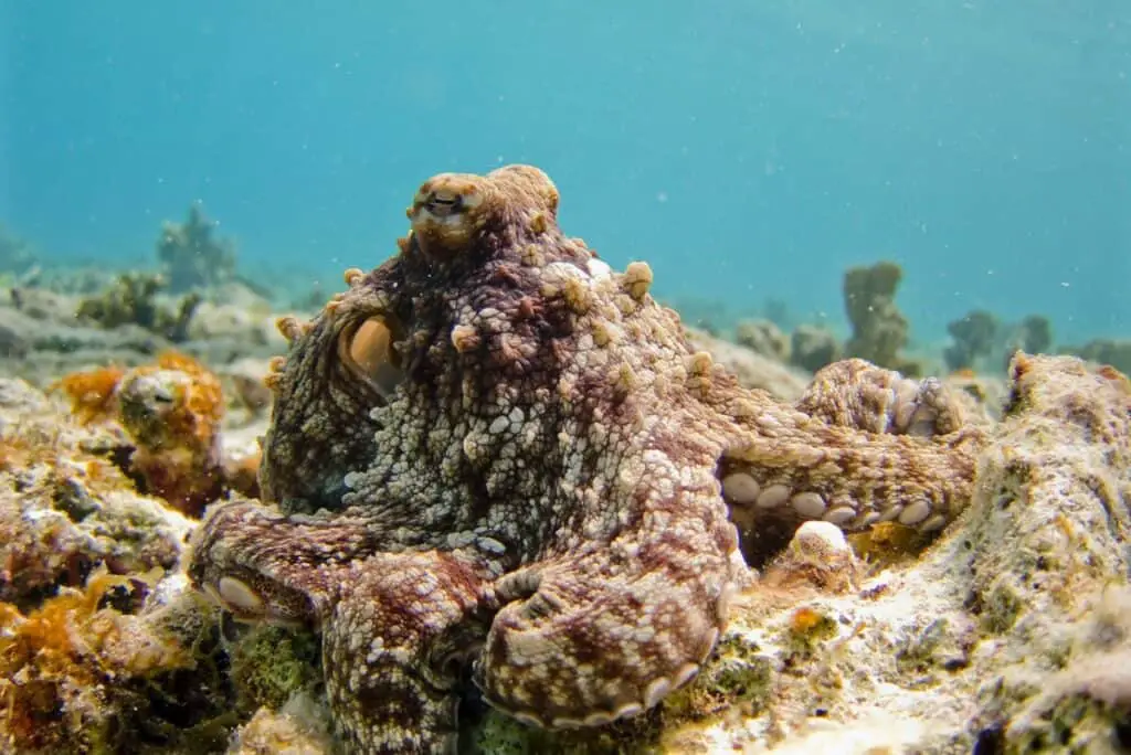 Octopus Bonaire