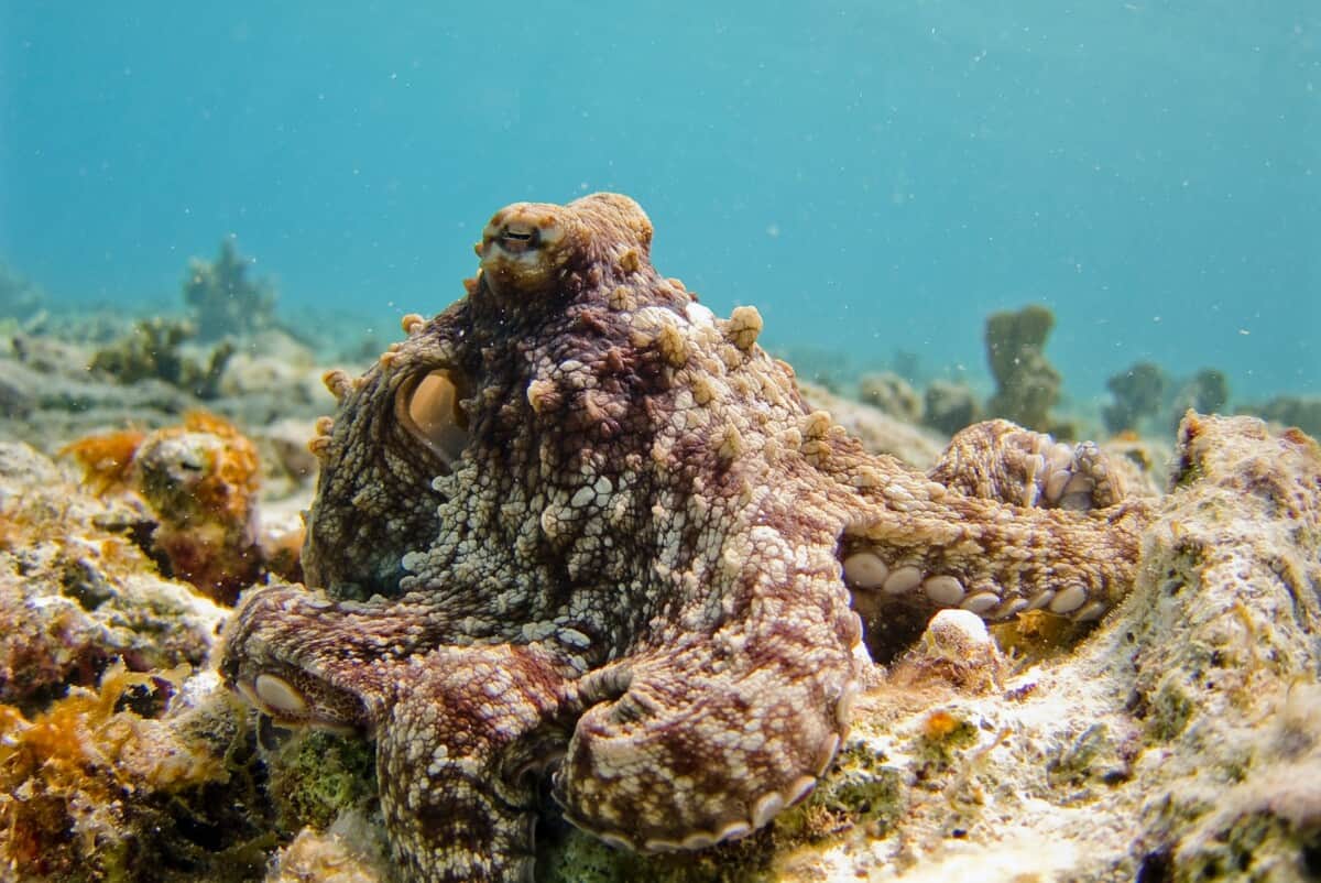Camouflaged octopus blending into background