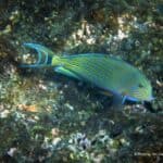 A striped fish swimming in the water promotes awareness for marine sanctuaries.