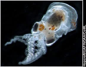 Octopus larva in Zooplankton