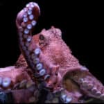 Octopus by Jeahn Laffitte on Unsplash