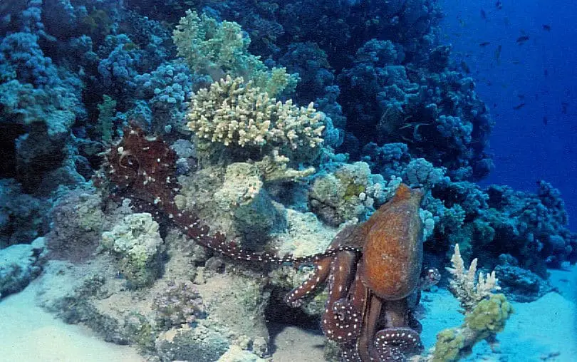Octopus mating