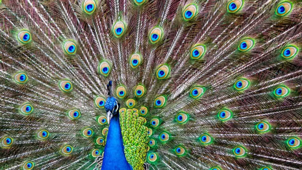 A peacock is displaying its colorful feathers, showcasing sexual selection.