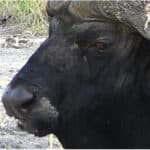 A close up of a black buffalo on safari in Africa.