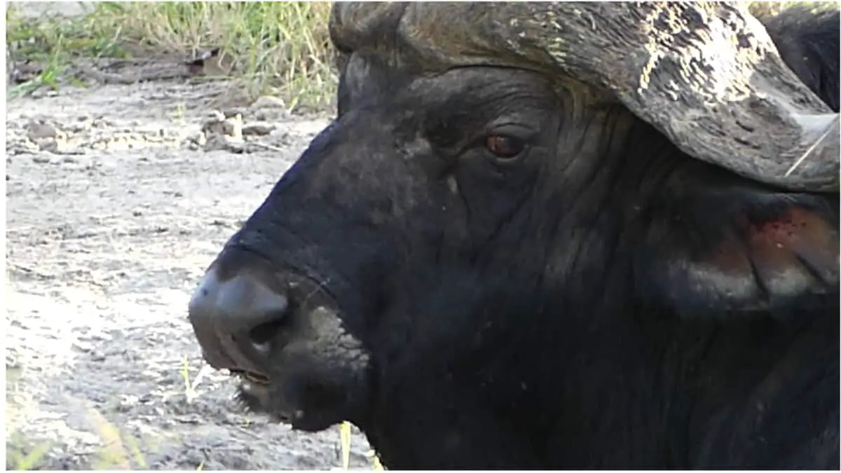 A close up of a black buffalo on safari in Africa.