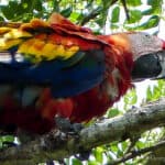 Scarlet macaw Costa Rica by George Sranko